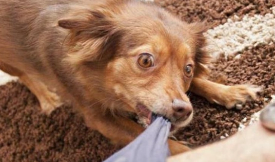 馬鈴薯皮對狗的影響