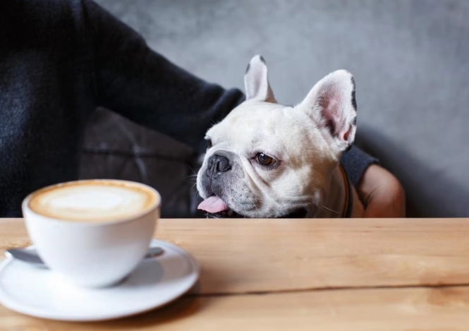 咖啡對狗的影響