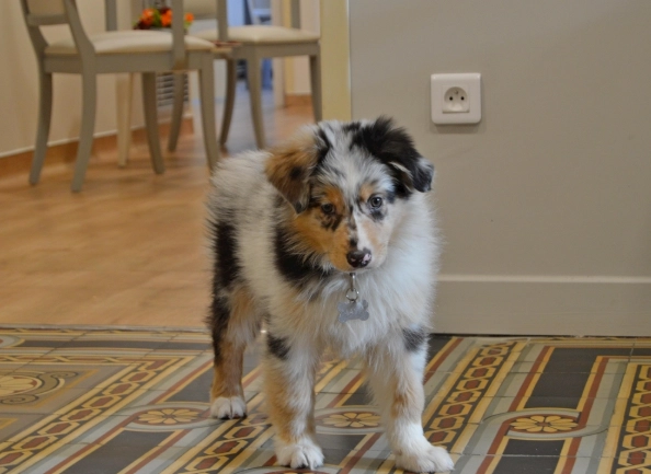 車厘茄對狗有害嗎