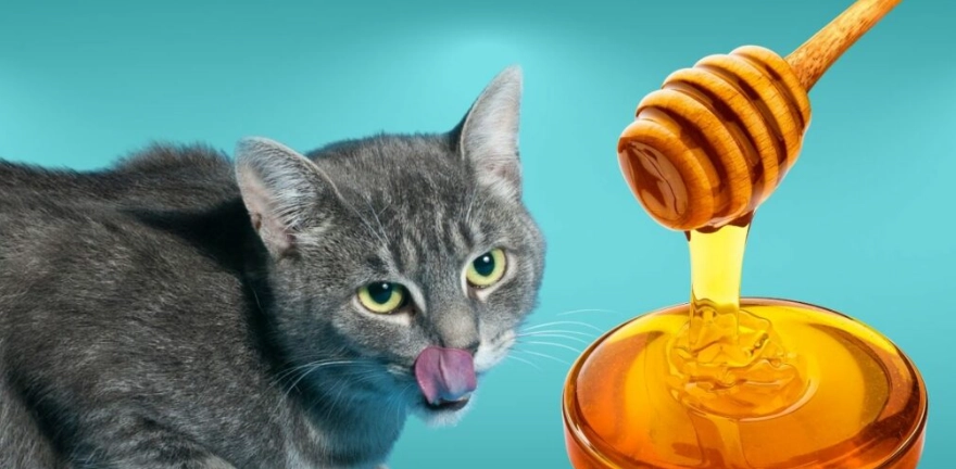 貓蜂蜜好處壞處