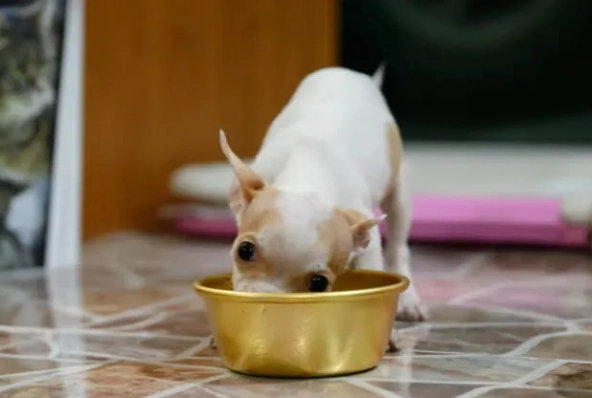 杏仁豆腐對狗有害 杏仁豆腐對狗有害