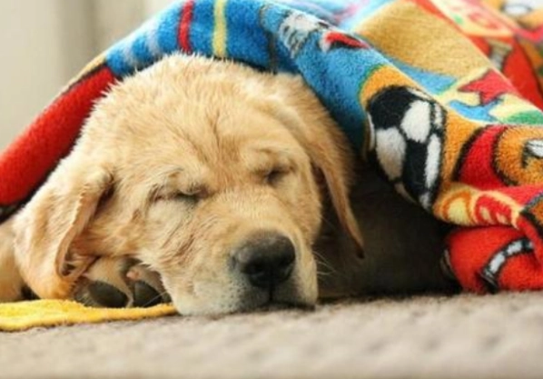 狗狗發抖處理方法