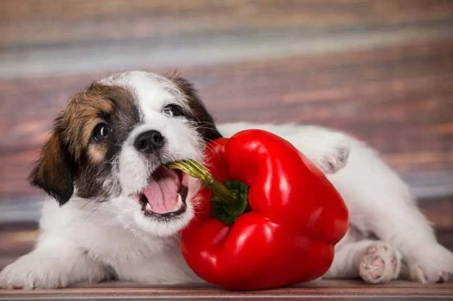狗狗可以吃甜椒嗎 狗狗可以吃甜椒嗎