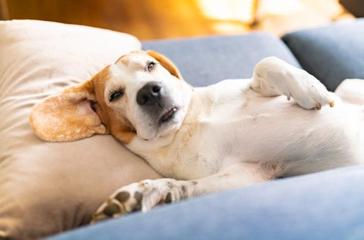 狗狗嚶嚶叫原因