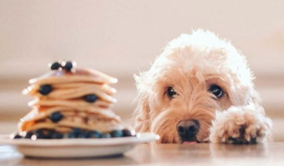 狗食鬆餅注意事項