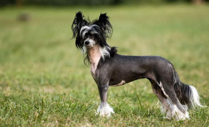 低過敏性大型犬推薦