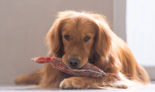 狗不能吃的食物