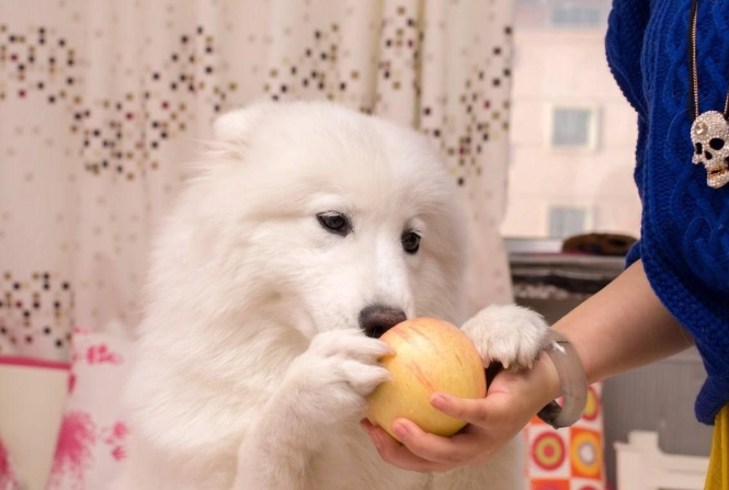 狗狗吃苹果益处