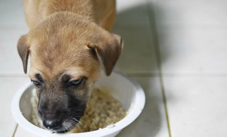 寵物中毒症狀 寵物中毒症狀