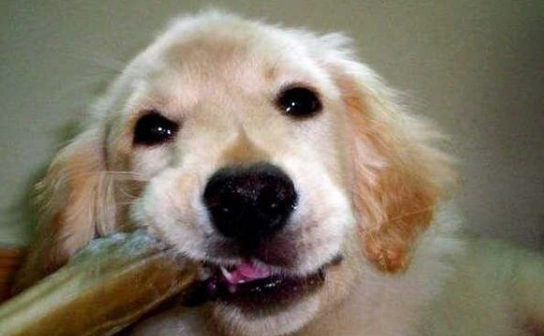 金針菇對狗有害嗎 金針菇對狗有害嗎