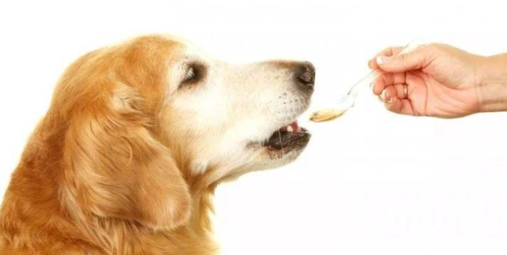 薑對狗的影響 薑對狗的影響