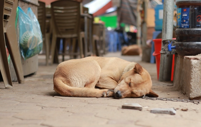 狗狗腸胃不適處理 狗狗腸胃不適處理