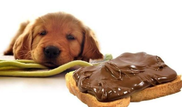 狗吃巧克力怎麼辦