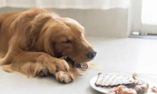 狗不能吃的食物