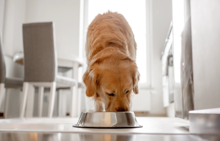 狗狗無乳糖牛奶