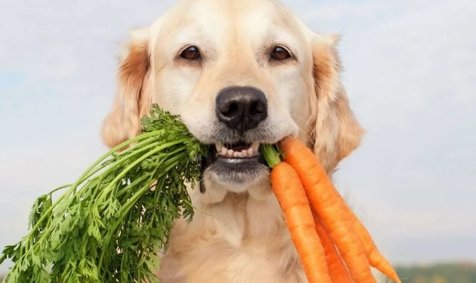 胡蘿蔔對狗的好處