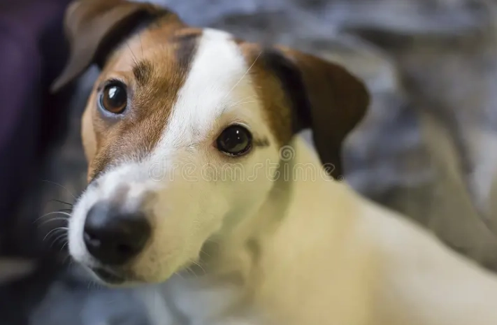 龍眼對狗狗有害嗎