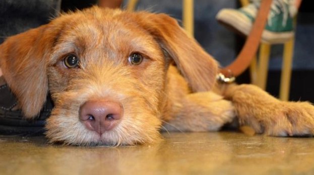 薑對狗的影響 薑對狗的影響