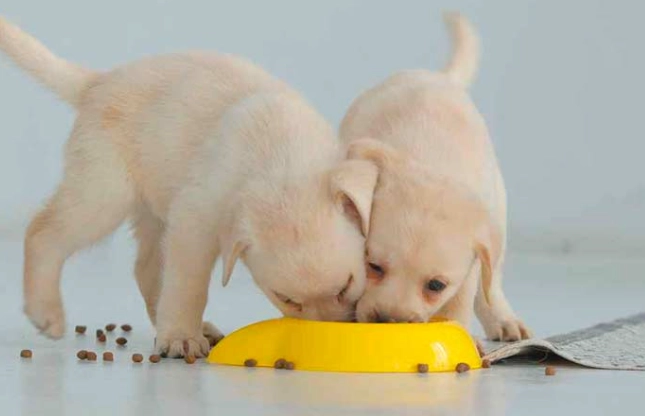 水煮蛋對狗狗的好處 水煮蛋對狗狗的好處
