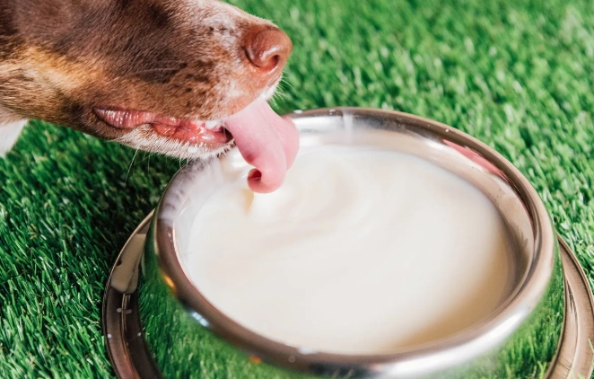 豆漿對老狗的好處