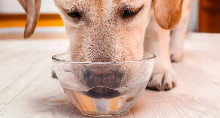 寵物飲料禁忌 寵物飲料禁忌