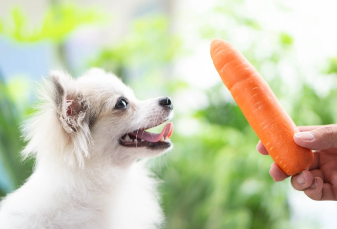 紅蘿蔔對狗狗的好處