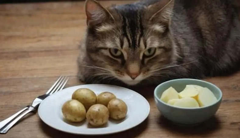 馬鈴薯貓飲食 馬鈴薯貓飲食
