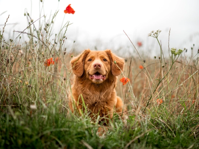 狗狗吃薑安全嗎 狗狗吃薑安全嗎