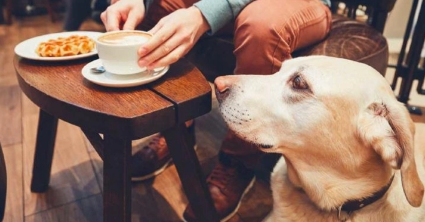 寵物友善咖啡廳