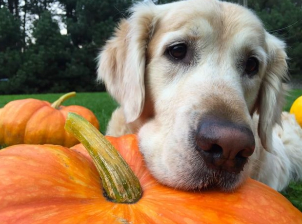 狗狗可以吃南瓜嗎 狗狗可以吃南瓜嗎