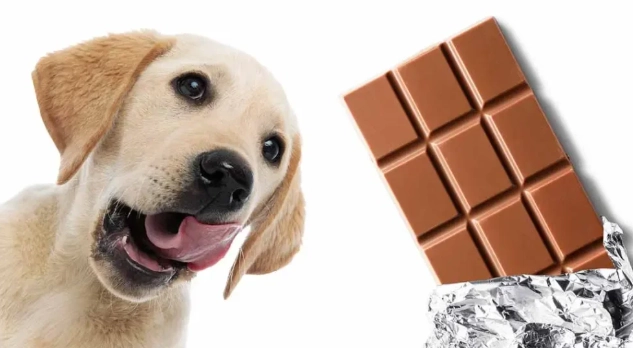 狗巧克力中毒症狀