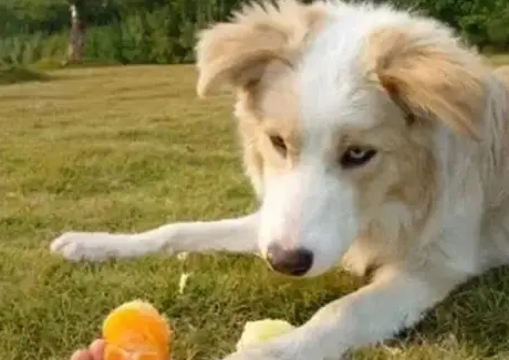 狗吃金桔安全嗎