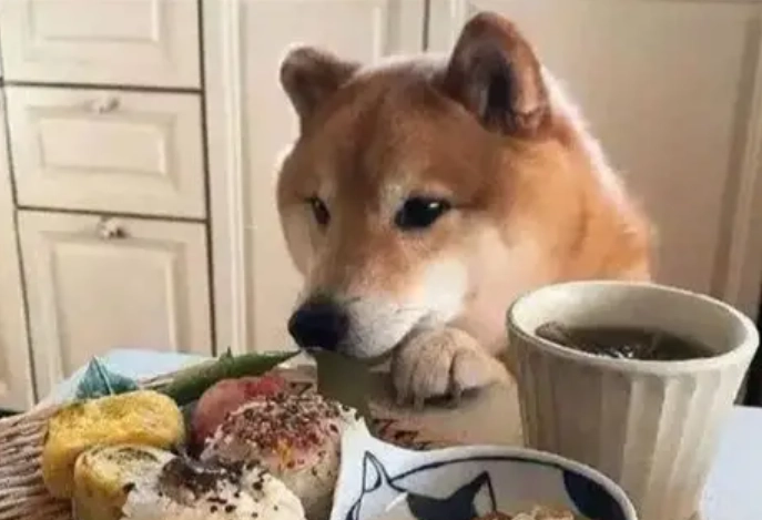 狗狗吃馬鈴薯泥