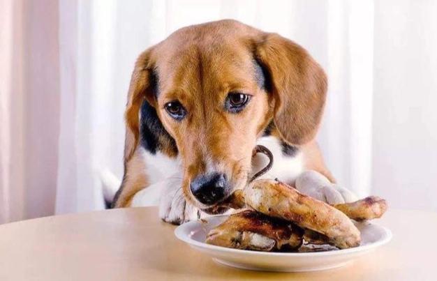 人類食物對狗的危險