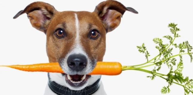 如何餵食紅蘿蔔給狗狗