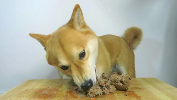 狗狗可以吃饽頭嗎