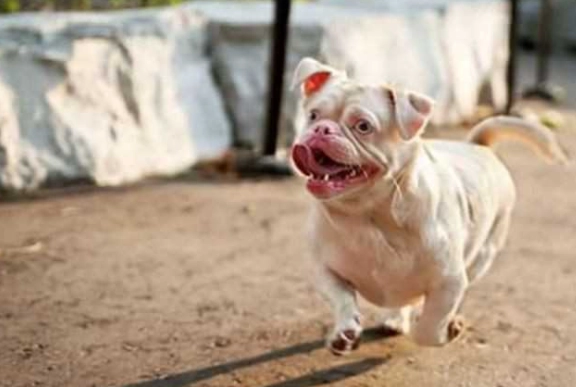 狗狗發抖沒精神原因