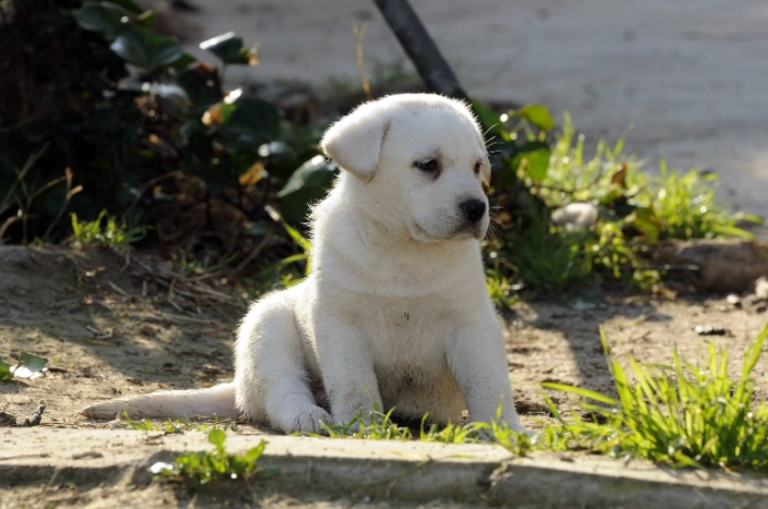 狗狗飲水過量症狀