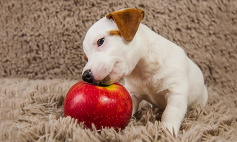 蘋果皮對狗狗的好處