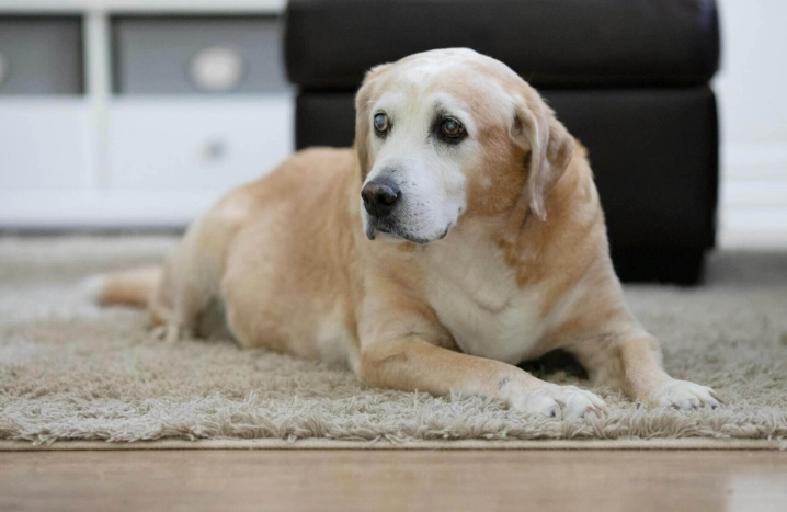 狗狗睡覺叫聲處理