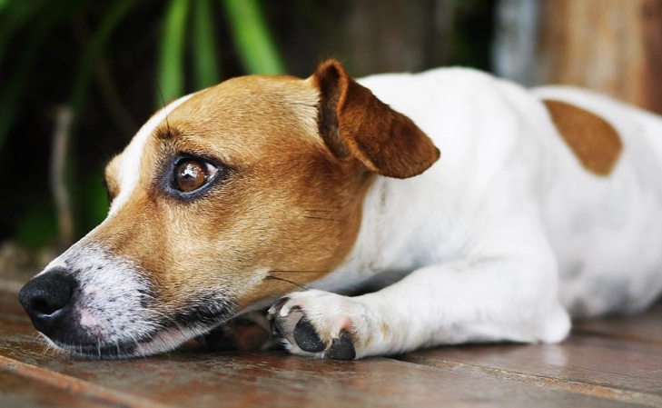 柿子對狗有害嗎