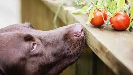 番茄醬對狗的影響