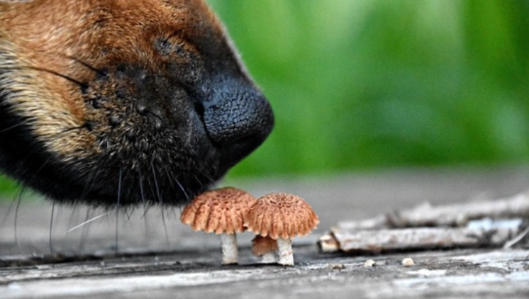 狗誤食蘑菇 狗誤食蘑菇