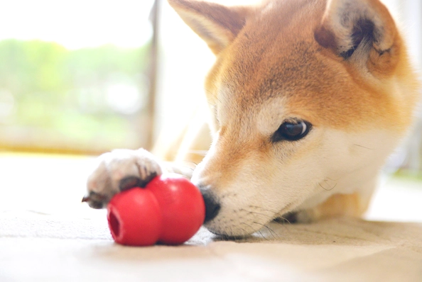 狗狗吃番茄安全嗎