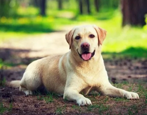 狗吃贝果安全吗