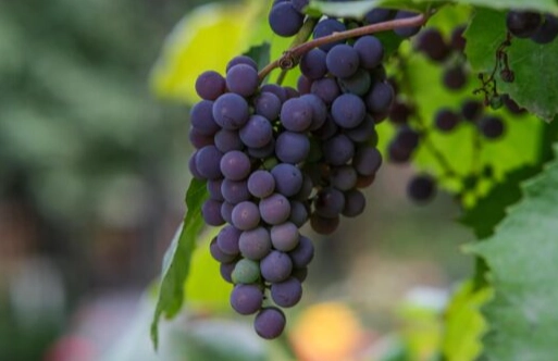 狗葡萄中毒 狗葡萄中毒