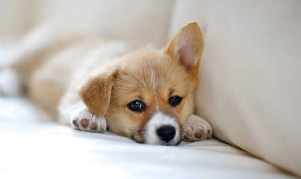 狗狗睡地板壞處