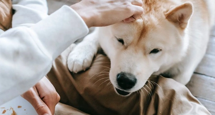 库欣氏症治疗 库欣氏症治疗