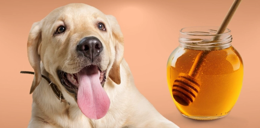 蜂蜜水對狗的好處