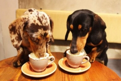 咖啡對狗的影響